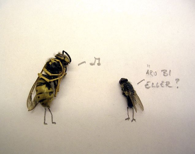 Funny Art With Dead Flies