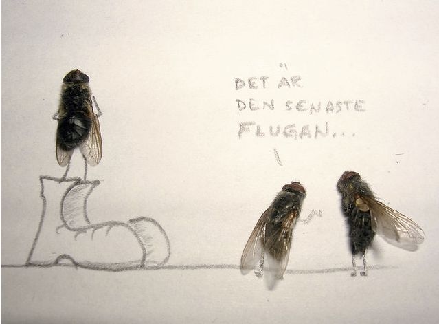 Funny Art With Dead Flies
