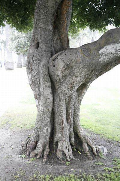 Tree Porn!