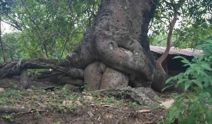 Tree Porn!