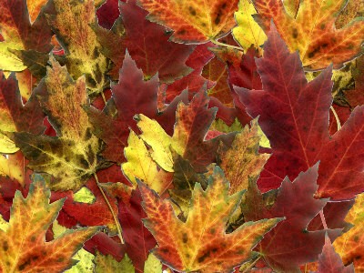 Beautiful Autumn Colors