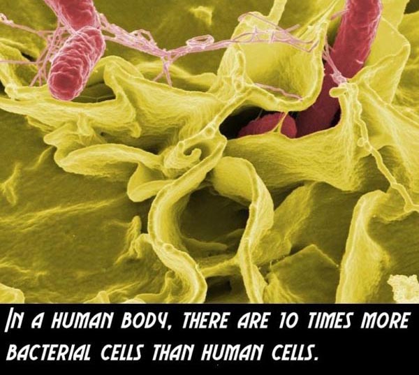 Amazing Fact about the Human Body
