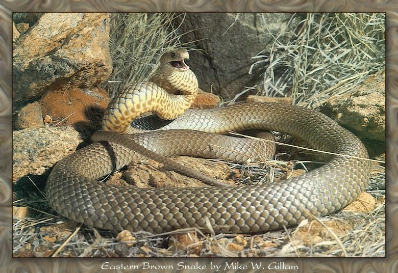 snakes - eastern brown snake - Eastern Brown Snake by Mike W. Gillam
