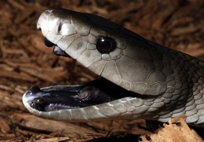 snakes - black mamba