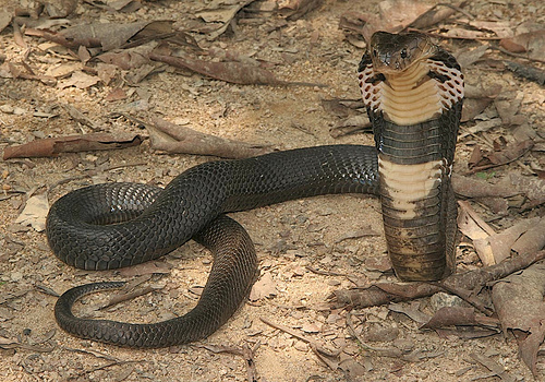 snakes - cobra the snake