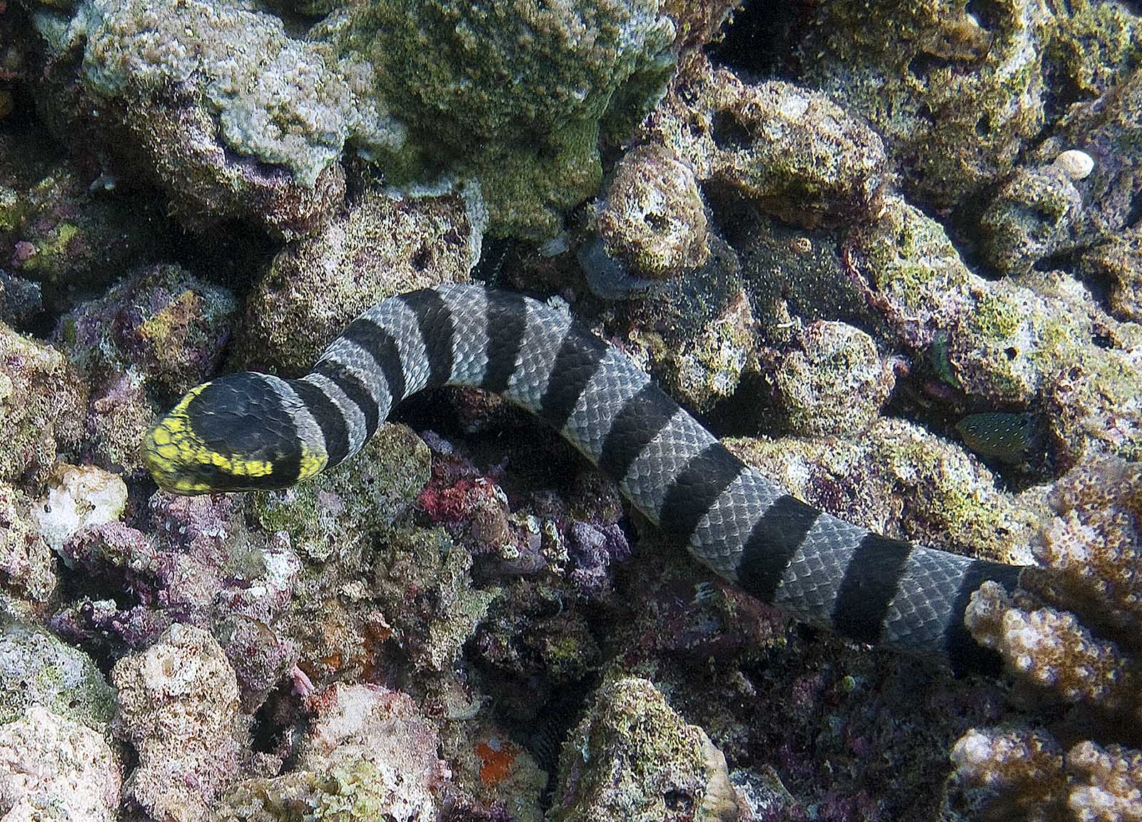 snakes - black banded sea krait
