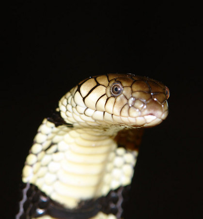 snakes - naja annulata