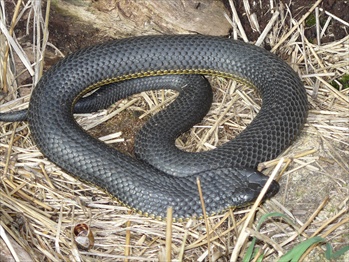 snakes - serpent