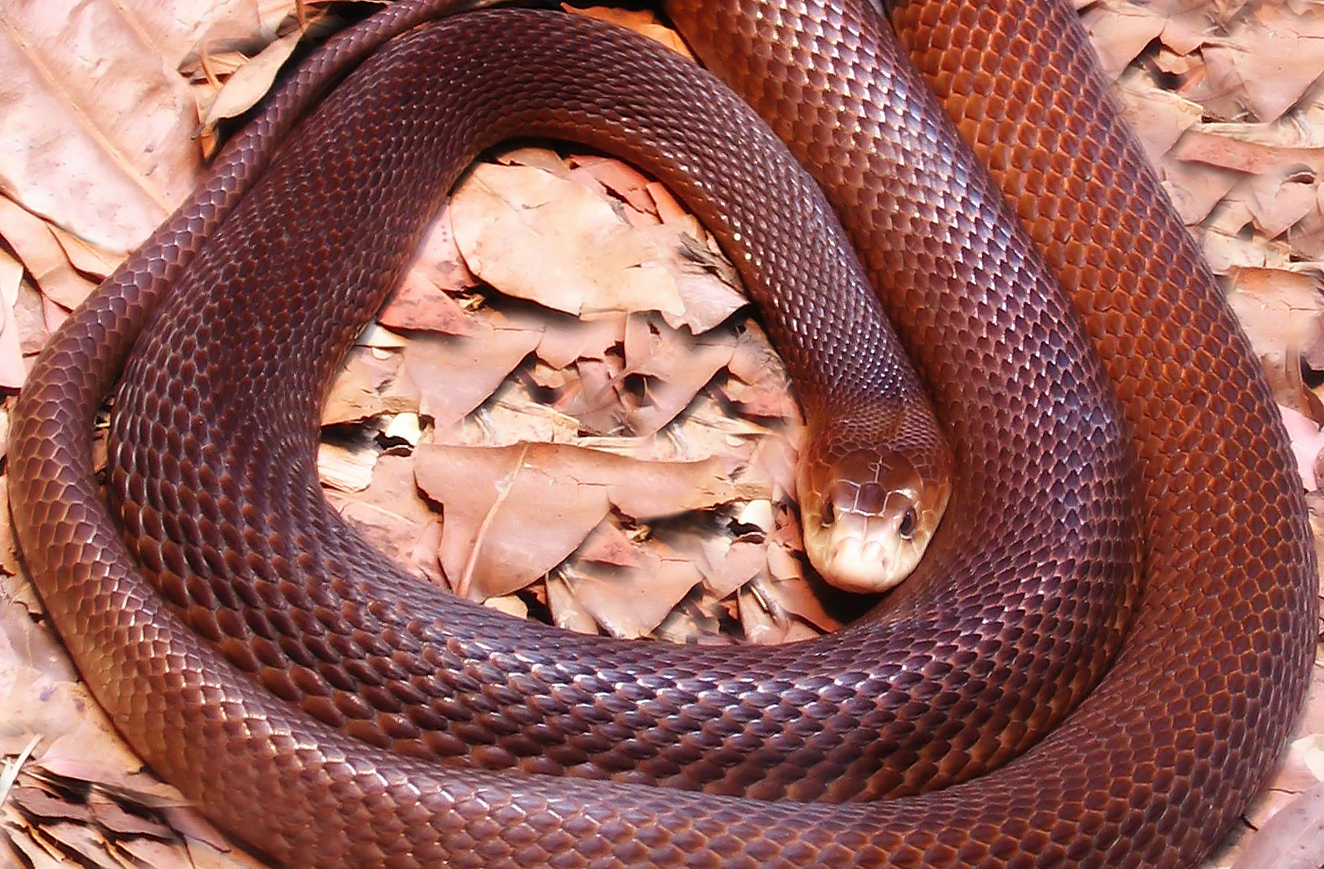 snakes - coastal taipan