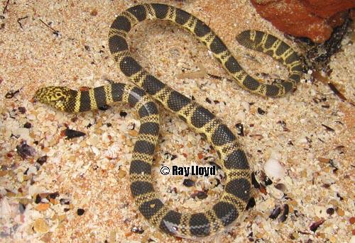 snakes - northern mangrove sea snake - Ray Lloyd