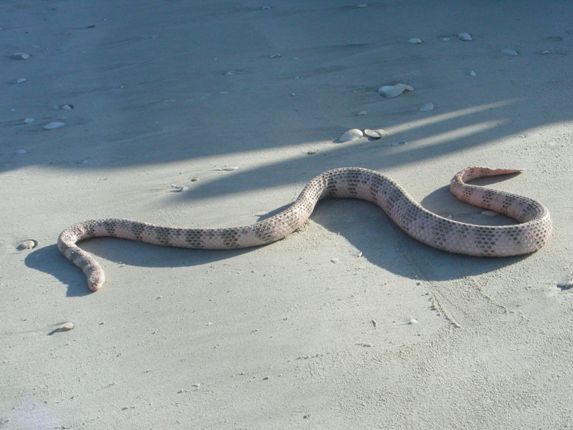 snakes - dubois sea snake