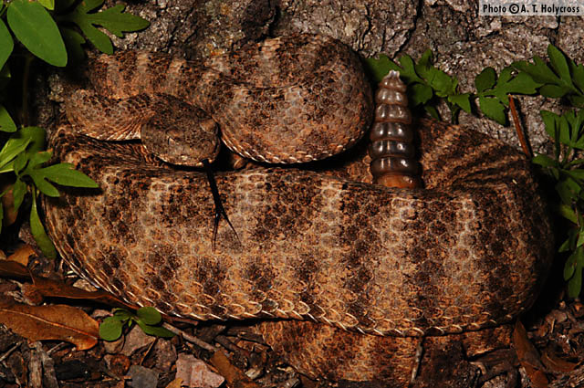 snakes - tiger rattlesnake - Photo A. L. Holycross