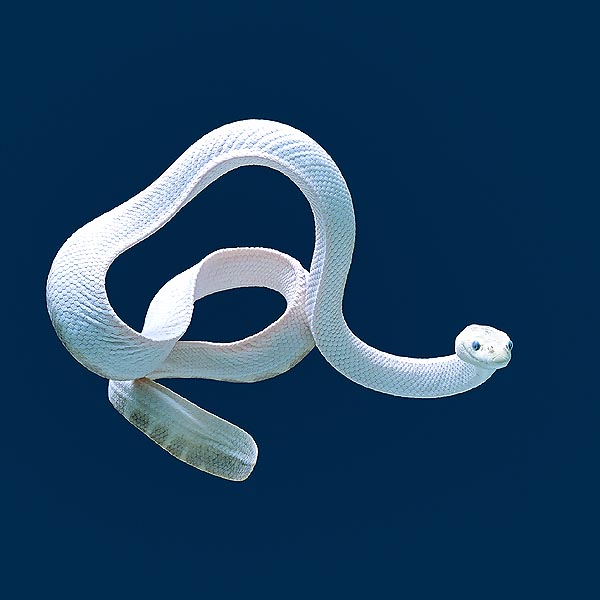 snakes - albino sea snake