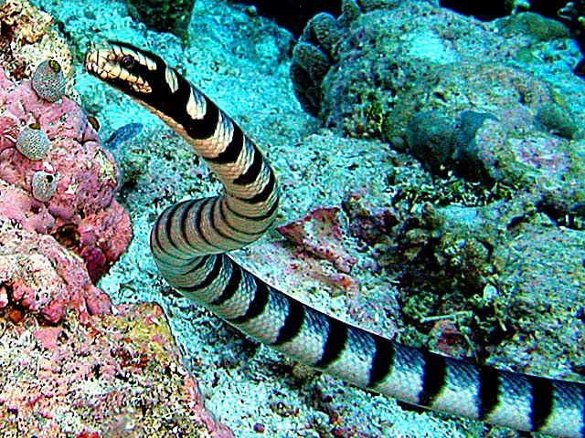 snakes - belcher's sea snake