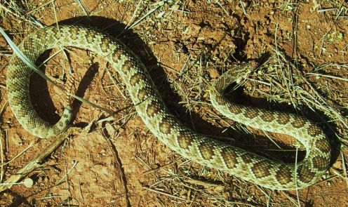 snakes - green desert snake