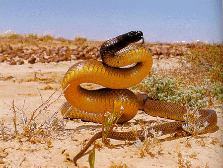snakes - world most poisonous snake