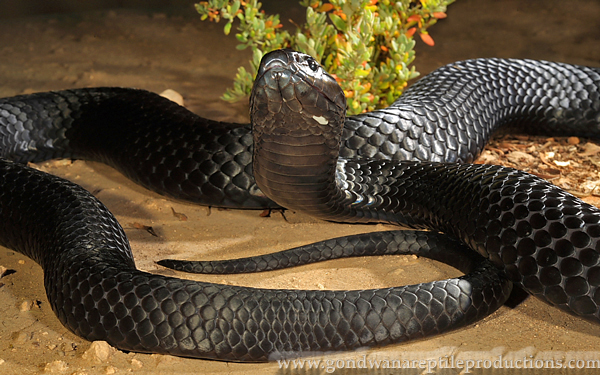 snakes - peninsula tiger snake