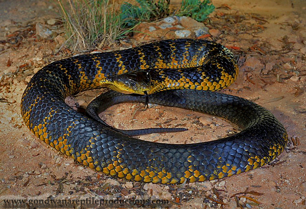 snakes - western tiger snake