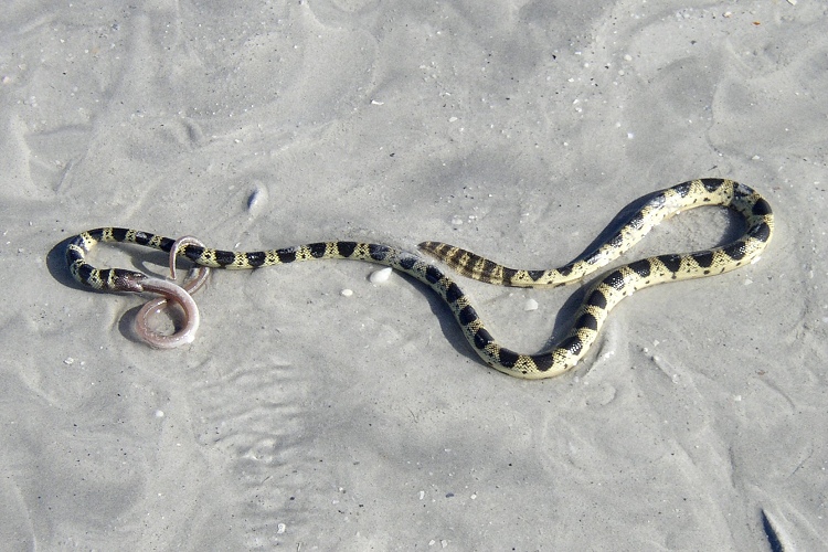 snakes - eighty mile beach australia