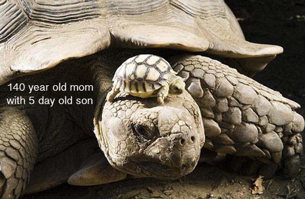 140 year old tortoise with baby - 140 year old mom with 5 day old son