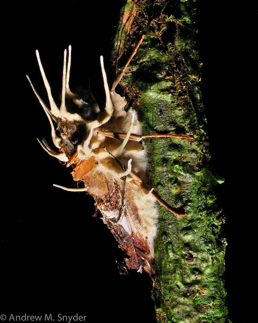 25 insects with fungal parasite Cordyceps