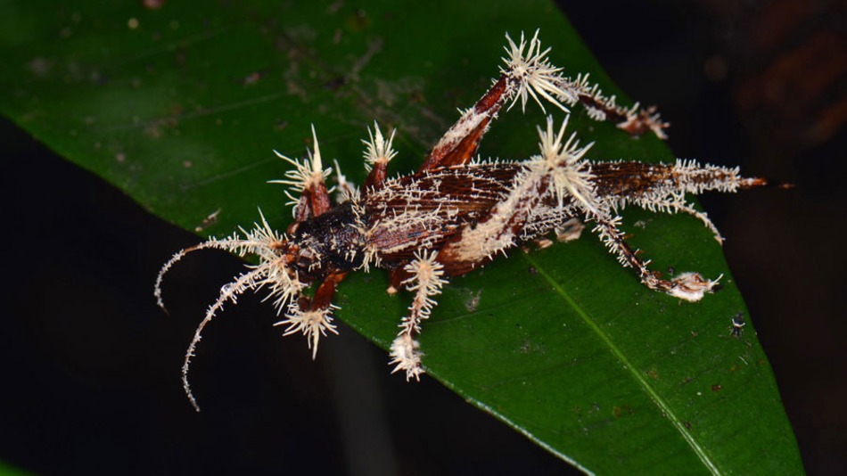 25 insects with fungal parasite Cordyceps
