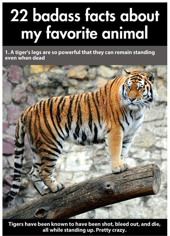 royal bengal tiger - 22 badass facts about my favorite animal 1. A tiger's legs are so powerful that they can remain standing even when dead Tigers have been known to have been shot, bleed out, and die, all while standing up. Pretty crazy.