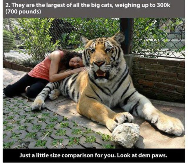 powerful tiger - 2. They are the largest of all the big cats, weighing up to 700 pounds Just a little size comparison for you. Look at dem paws.