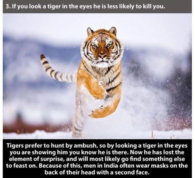 tiger runs - 3. If you look a tiger in the eyes he is less ly to kill you. Tigers prefer to hunt by ambush, so by looking a tiger in the eyes you are showing him you know he is there. Now he has lost the element of surprise, and will most ly go find somet