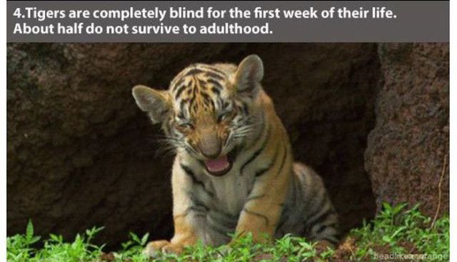 tiger cub gif - 4.Tigers are completely blind for the first week of their life. About half do not survive to adulthood.