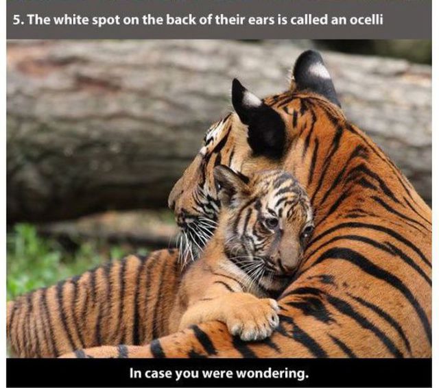 tiger and cub - 5. The white spot on the back of their ears is called an ocelli In case you were wondering.