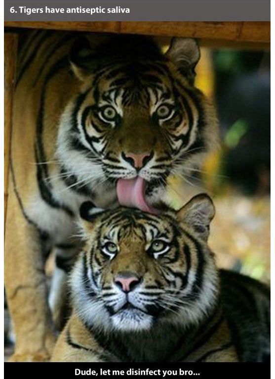 tigers licking - 6. Tigers have antiseptic saliva Dude, let me disinfect you bro...