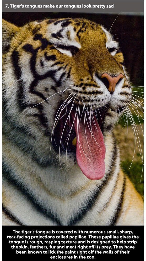 7. Tiger's tongues make our tongues look pretty sad The tiger's tongue is covered with numerous small, sharp, rearfacing projections called papillae. These papillae gives the tongue is rough, rasping texture and is designed to help strip the skin,…