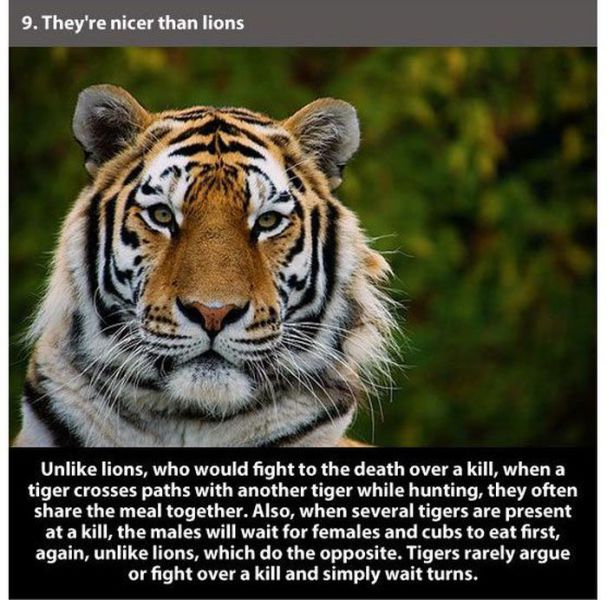 20 interesting facts about tigers - 9. They're nicer than lions Un lions, who would fight to the death over a kill, when a tiger crosses paths with another tiger while hunting, they often the meal together. Also, when several tigers are present at a kill,