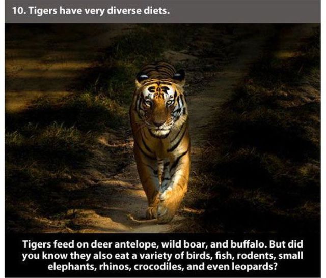 tiger wallpaper for mobile - 10. Tigers have very diverse diets. Tigers feed on deer antelope, wild boar, and buffalo. But did you know they also eat a variety of birds, fish, rodents, small elephants, rhinos, crocodiles, and even leopards?