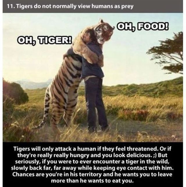 amazing facts - 11. Tigers do not normally view humans as prey Oh, Food! Oh, Tiger! Tigers will only attack a human if they feel threatened. Or if they're really really hungry and you look delicious. ; But seriously, if you were to ever encounter a tiger 