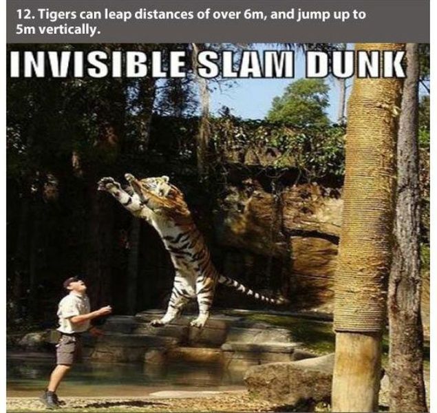funny tiger - 12. Tigers can leap distances of over 6m, and jump up to 5m vertically. Invisible Slam Dunk