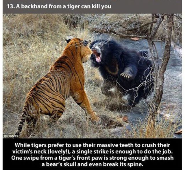 tiger fun facts - 13. A backhand from a tiger can kill you Caters While tigers prefer to use their massive teeth to crush their victim's neck lovely!, a single strike is enough to do the job. One swipe from a tiger's front paw is strong enough to smash a 