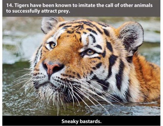 some facts about tigers - 14. Tigers have been known to imitate the call of other animals to successfully attract prey. Sneaky bastards.