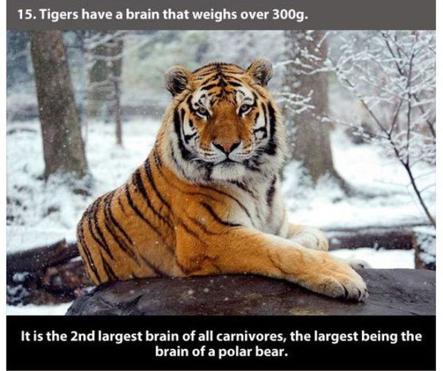 tigers in snow - 15. Tigers have a brain that weighs over 300g. It is the 2nd largest brain of all carnivores, the largest being the brain of a polar bear.