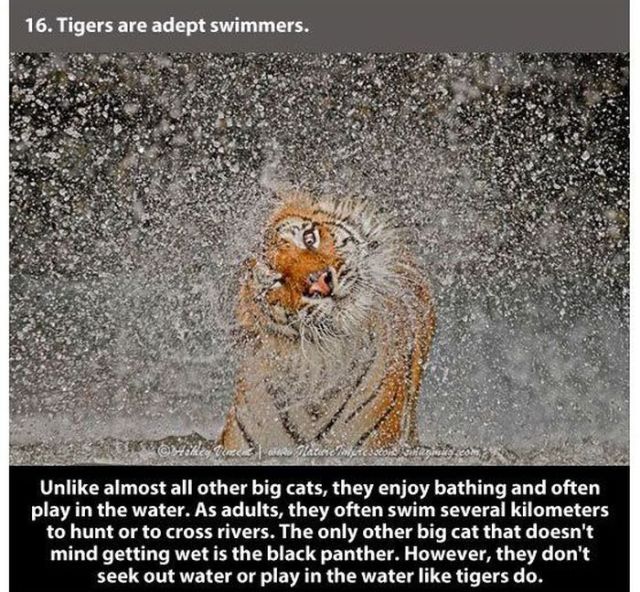 scary national geographic - 16. Tigers are adept swimmers. Disch ure We Un almost all other big cats, they enjoy bathing and often play in the water. As adults, they often swim several kilometers to hunt or to cross rivers. The only other big cat that doe
