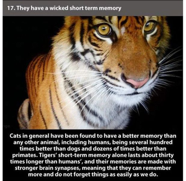 high quality animal gif - 17. They have a wicked short term memory Cats in general have been found to have a better memory than any other animal, including humans, being several hundred times better than dogs and dozens of times better than primates. Tige