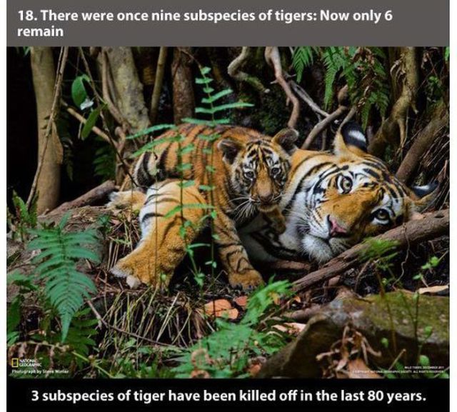 tiger national geographic - 18. There were once nine subspecies of tigers Now only 6 remain 3 subspecies of tiger have been killed off in the last 80 years.
