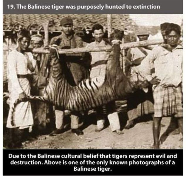 bali tiger - 19. The Balinese tiger was purposely hunted to extinction Due to the Balinese cultural belief that tigers represent evil and destruction. Above is one of the only known photographs of a Balinese tiger.