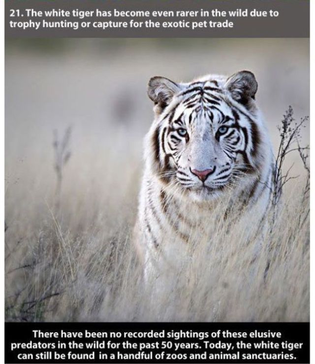 white tiger in grass - 21. The white tiger has become even rarer in the wild due to trophy hunting or capture for the exotic pet trade There have been no recorded sightings of these elusive predators in the wild for the past 50 years. Today, the white tig