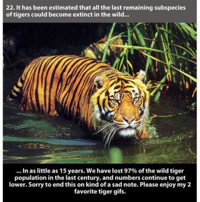 odd facts about tigers - 22. It has been estimated that all the last remaining subspecies of tigers could become extinct in the wild... ... In as little as 15 years. We have lost 97% of the wild tiger population in the last century, and numbers continue t