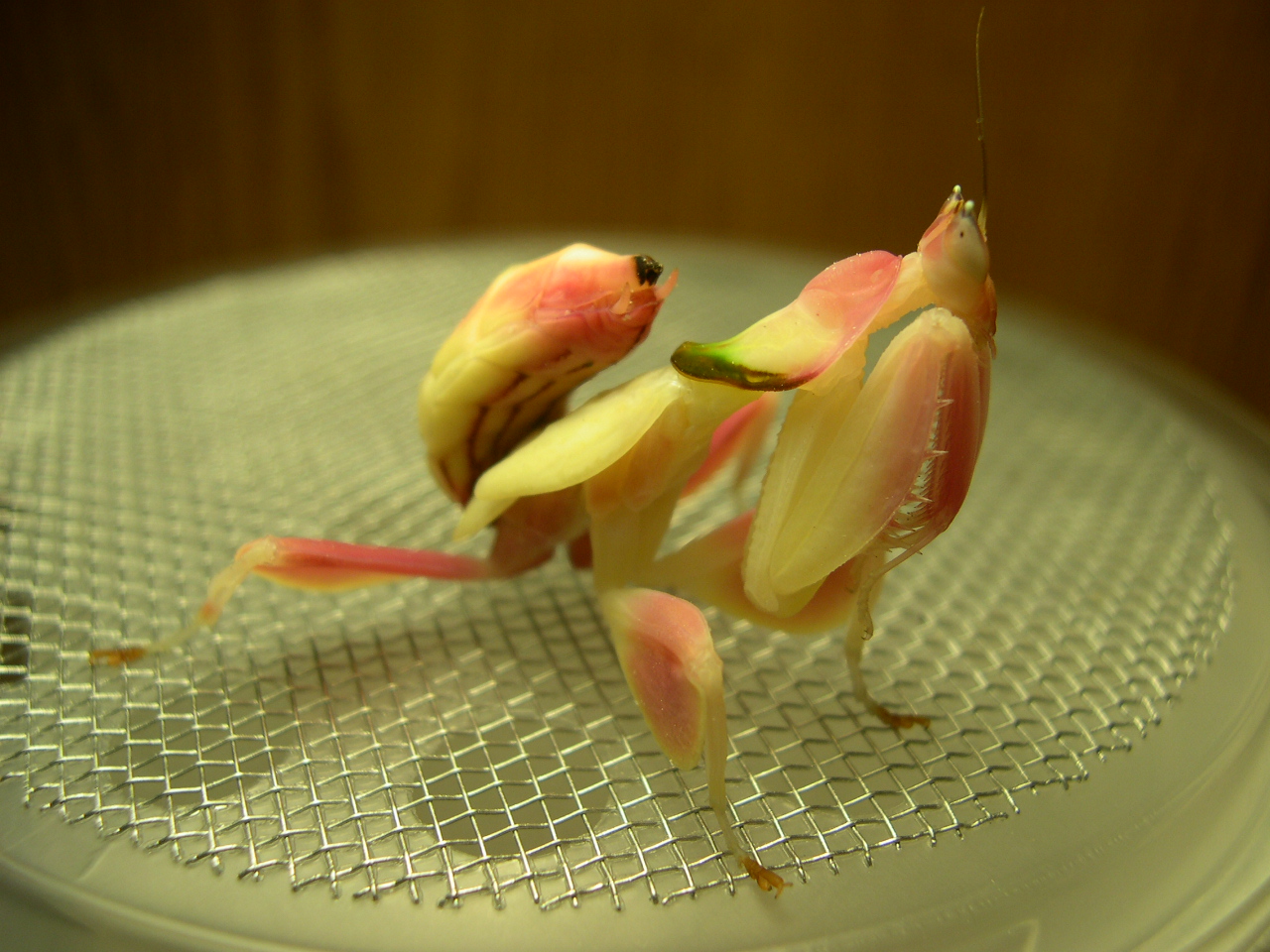 Introducing: The Orchid Mantis