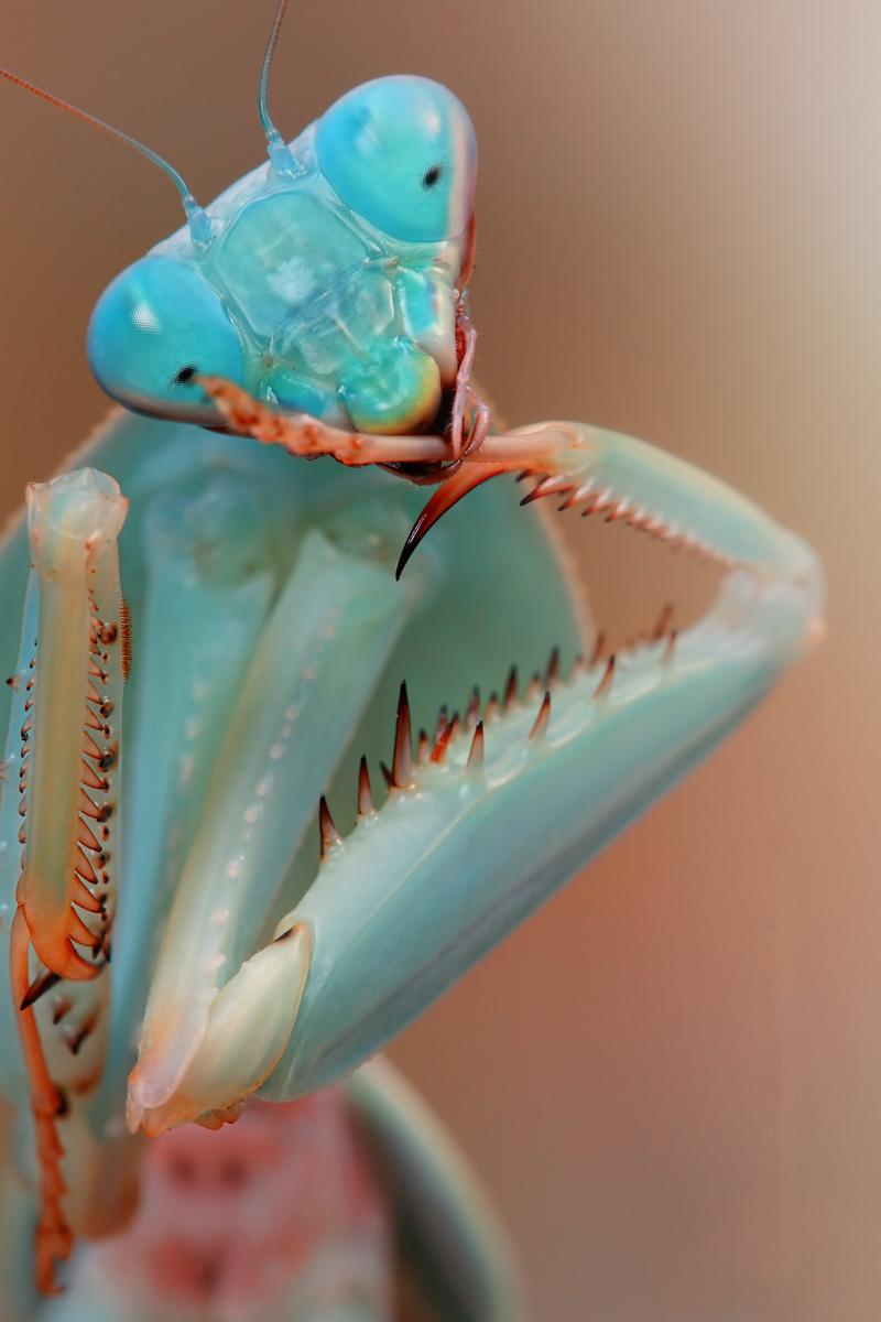 Introducing: The Orchid Mantis