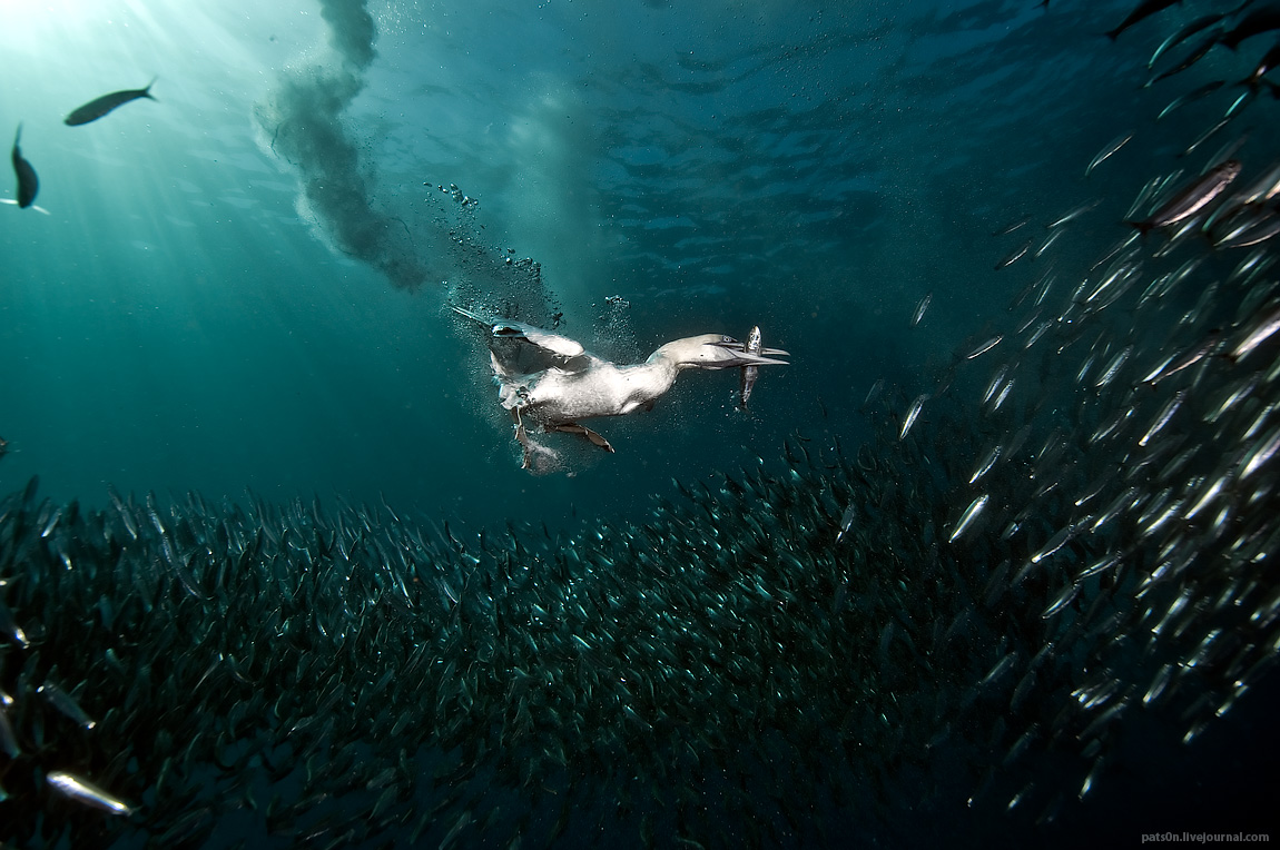 Awesome Underwater Photography