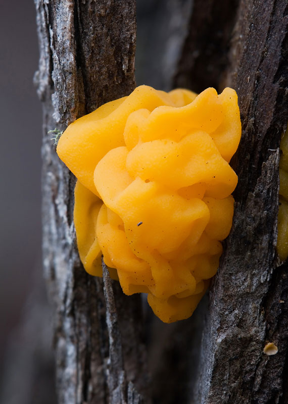 Golden Jelly Fungus (Tremella mesenterica)